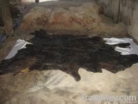 Supplying of Cow Finished Leather & Full Chrome Drum Dyed Goat Crust Leather from Dhaka, Bangladesh