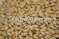 Feed Barley