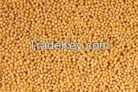 Yellow Mustard Seeds