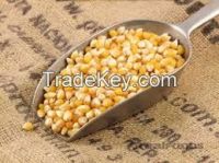 Yellow Maize / Corn