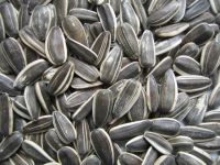 SUNFLOWER SEED BLACK