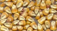 MAIZE ANIMALFEED2