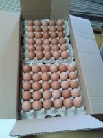 Fresh Brown Chicken Eggs