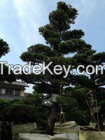 Sell Bonsai and Macro bonsai