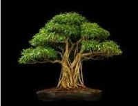 Sell Macro Bonsai