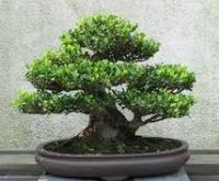 Sell Japanese Macro Bonsai