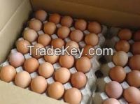 Fresh Chicken Eggs, white and brown table eggs