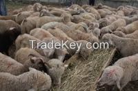 Sell Live Sheep from Different Origins and Real Sources at cheap prices