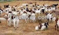 Full Blood live Sheep for sale