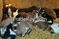 Live Boer Goats, Saanen Goats, Askanian Goats
