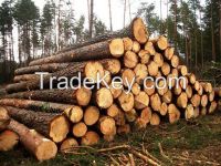 Sell Pine logs