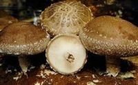 Polysaccharide10%-30% Shiitake Mushroom Extract