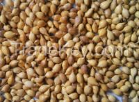 THE BEST COIX SEED or JOB'S TEARS FROM VIETNAM (whatsapp: +84 98 358 7558)