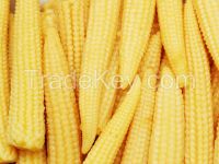 Caned Tin BABY CORN 2016 (Whatsap vibe 84 98 358 7558)