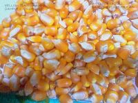 YELLOW CORN ANIMAL FEED FROM INDIA.