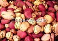 Kola nut