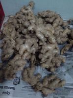 Export of Fresh Ginger