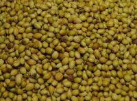 we sell all kinds of seeds like Coriander Seeds