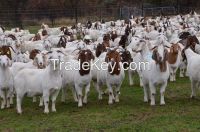 100% Full Blood Boer Goats, live Sheep, Cattle, Lambs Ready for export