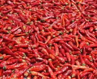 Dried Spicy Pepper/Hot Chilli From China