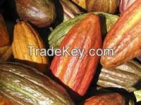 cocoa shell