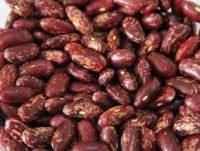 red speckled kidney bean