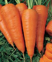 fresh carrots