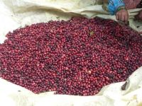 ROBUSTA COFFEE/ARABICA COFFEE GRADE1