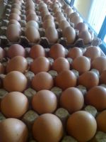 FRESH EGGS