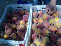 FRESH PEACHES FRUITS