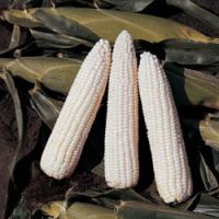 WHITE CORN14%/YELLOW CORN 14%