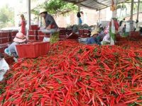 FRESH CHILLIES/PAPRIKA