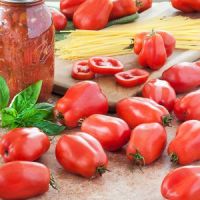 FRESH TOMATOES