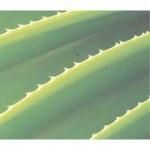 ORGANIC ALOE VERA PLANTS