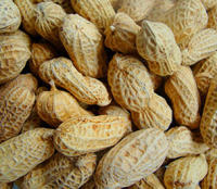 peanut