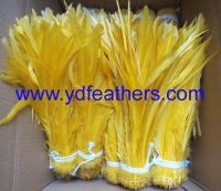 long rooster tail feathers