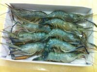 Frozen prawns