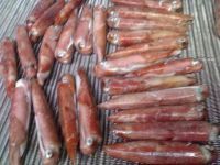 Frozen Loligo edulis Squid red on board