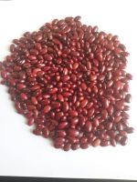 Red Kidney bean (Gojam Type)