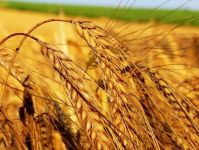Wheat from Ukraine