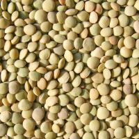 Lentils Beans from Ukraine