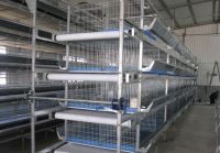 4 tier layer cage with auto manure removing system