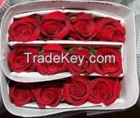 Cut Flower Roses