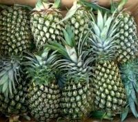 Sell Pineapple