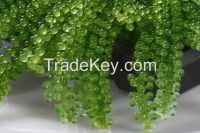 selling seaweed origin Vietnam with competitive price