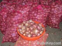 fresh  onion for export