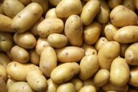 Indonesian Fresh Potato