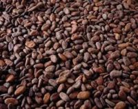 cocoa beans