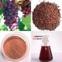 Sell Natural Grape Seed Extract Powder, OPC 95%