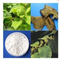 Sell Pure Giant Knotweed Extract, Resveratrol Powder 20% 50% 98%
